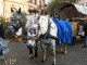 tour-of-bolzano-christmas-markets-by-luxury-car-with-driver-02