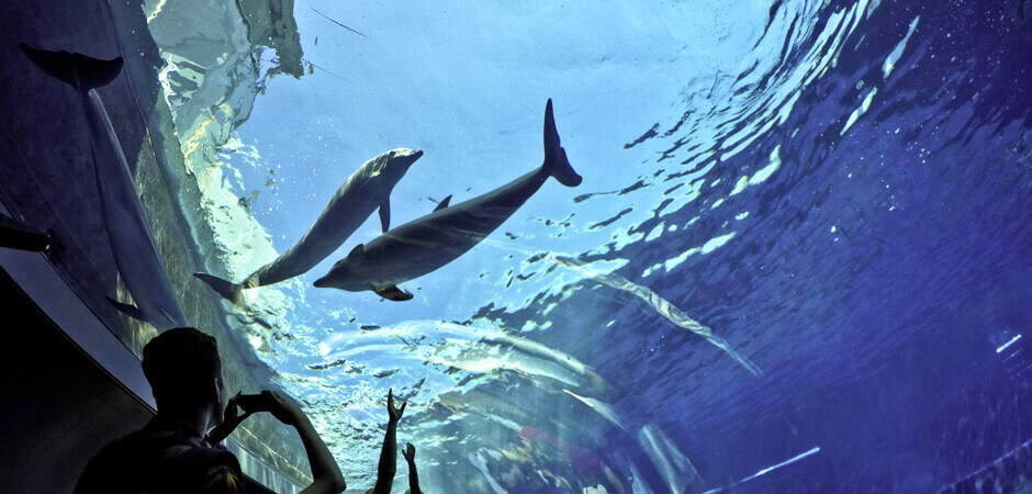 Car Rental with Driver Milan - Genoa Aquarium