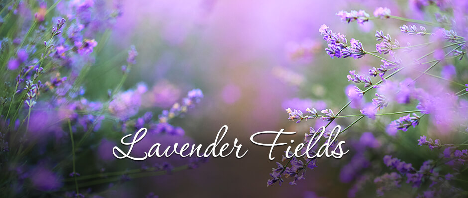 Lavender Fields: a Purple Sea to Discover with Vip Limousine Milan