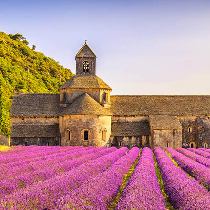 Lavender Fields: France Provence