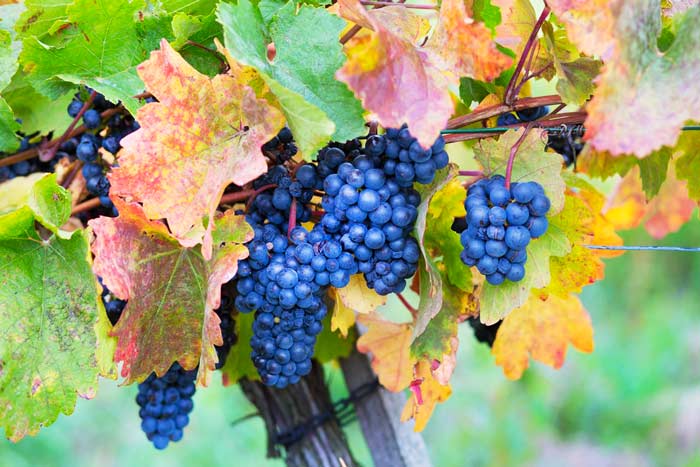 Tour of Piedmont, Italy by luxury car with driver: gilded Autumn - Barbera