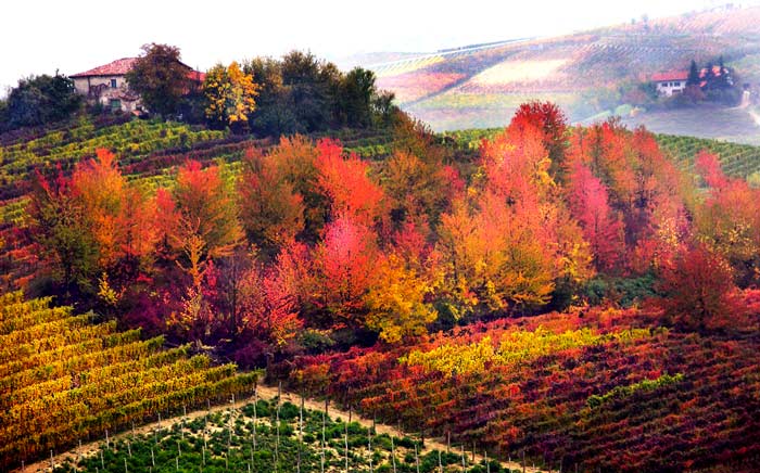 Tour of Piedmont, Italy by luxury car with driver: gilded Autumn - Langhe Monferrato